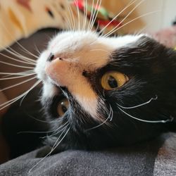 Arizona Pet Concierge
