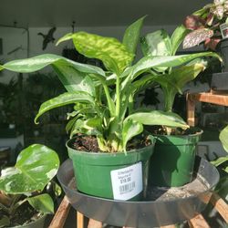 Oroville Organic Gardens