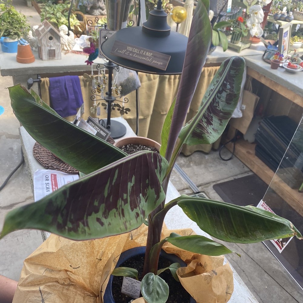 Cooleen Gardens - Banana plant. - Nurseries & Gardening Near Me - Bremerton, Washington