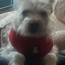 KFC - The spoilt Missy chicken leg expert