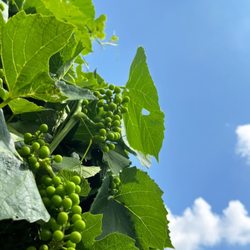 Grandview Valley Winery - Grapes