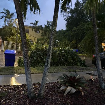 Sunshine Tree Trimming - Tree Services Near Me