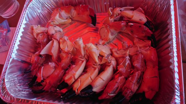 Fresh Florida Fisheries by null