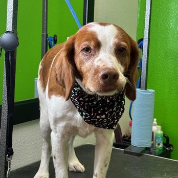 Happy Paws Salon - Pet Groomers Near Me - Richardson, Texas Happy Paws Salon - Pet Groomers Near Me - Richardson, Texas