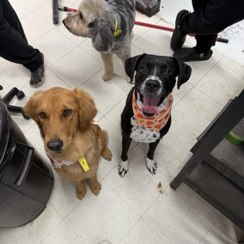 Whiskers Dog Spa - Whiskers Dog Spa - Pet Groomers Near Me - Charlotte, North Carolina Whiskers Dog Spa - Whiskers Dog Spa - Pet Groomers Near Me - Charlotte, North Carolina