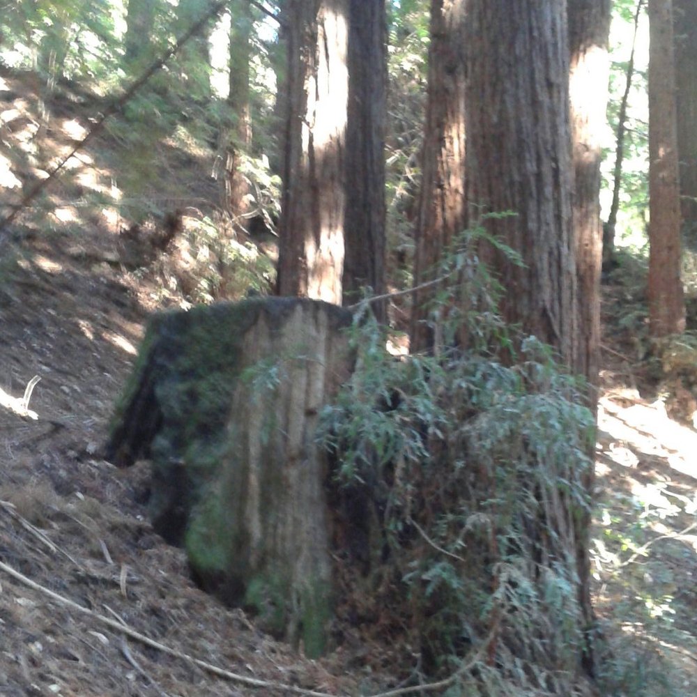 Thornewood Preserve - Parks Near Me - Woodside, California Thornewood Preserve - Parks Near Me - Woodside, California