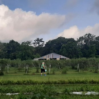 Ridemore Ranch and Berry Farm - Early bird gets the worm - Fruits & Veggies Near Me - Covington, Louisiana Ridemore Ranch and Berry Farm - Early bird gets the worm - Fruits & Veggies Near Me - Covington, Louisiana