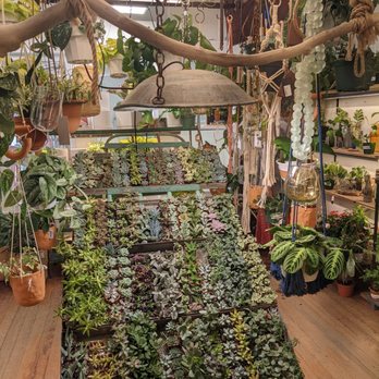 Ceremony Botanical Studio - Beautiful plant layouts. - Nurseries & Gardening Near Me - Wimberley, Texas