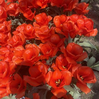Veldheer's - Nurseries & Gardening Near Me - Holland, Michigan