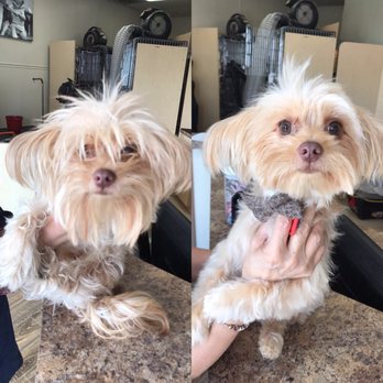 rat terrier grooming