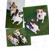 Camp Bow Wow Avondale gift card