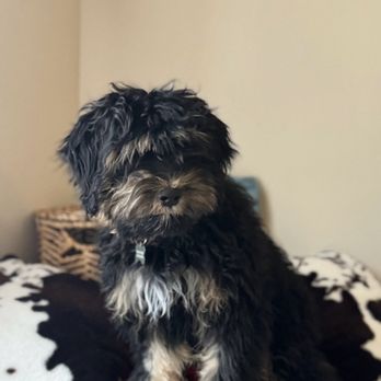 Happy Tails Pet Grooming - Before cut - Pet Groomers Near Me - Henderson, New Hampshire
