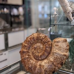 Geofossiles Rock Shop