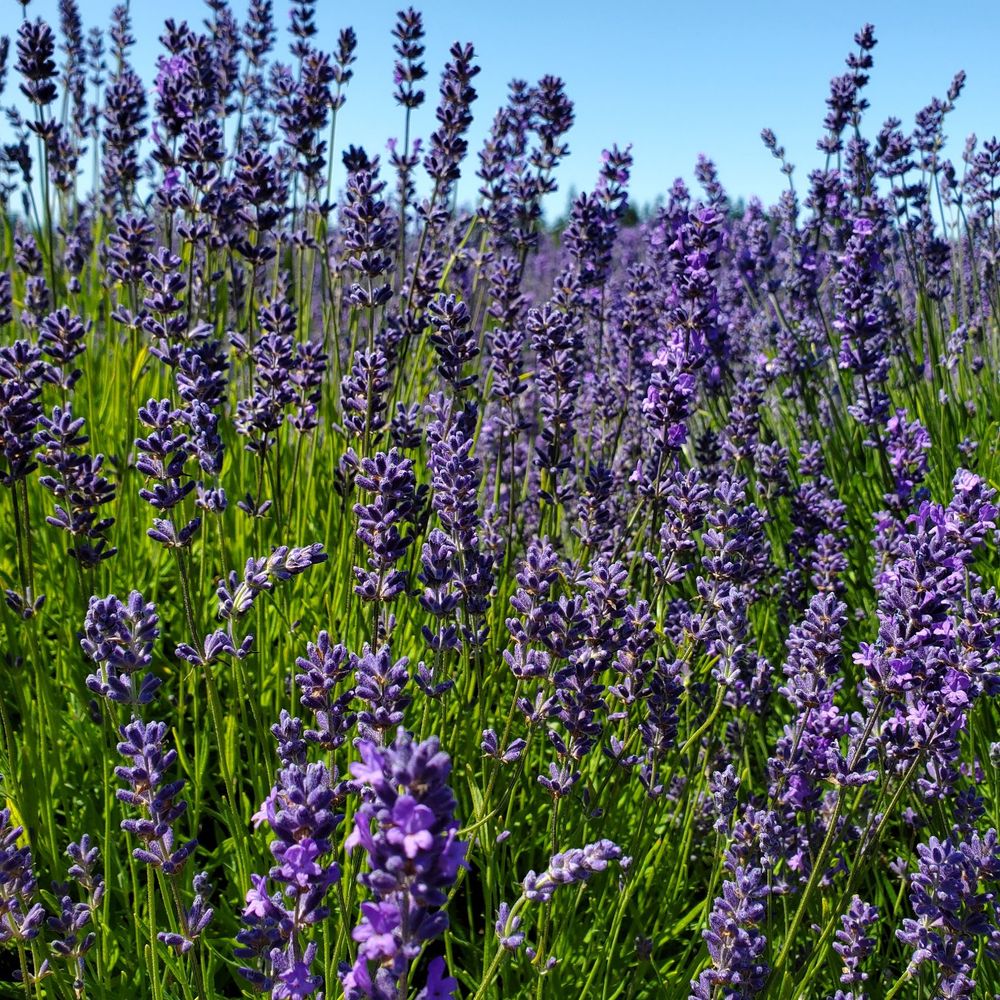 B & B Family Farm - Walking Tours Near Me - Sequim, Washington B & B Family Farm - Walking Tours Near Me - Sequim, Washington