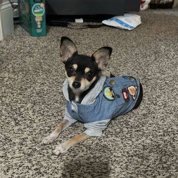 Orphan Annie Rescue - My dog - Pet Adoption Near Me - Atlanta, Georgia