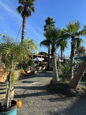 The Backyard by null