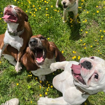Unstoppable K9 - Pet Training Near Me - Mahopac, New York Unstoppable K9 - Pet Training Near Me - Mahopac, New York