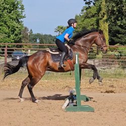 Hoofbeats Equestrian