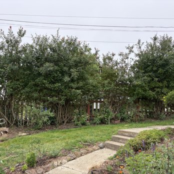 Ramirez Gardening - Street side hedge before being pruned - Gardeners Near Me
