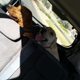 They are worn out, LOL! Breathing like T-rex's! They are worn out, LOL! Breathing like T-rex's!