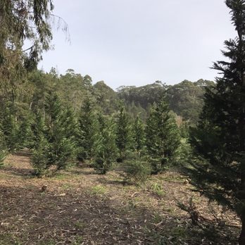 Rancho Siempre Verde - Christmas Trees Near Me - Pescadero, California Rancho Siempre Verde - Christmas Trees Near Me - Pescadero, California