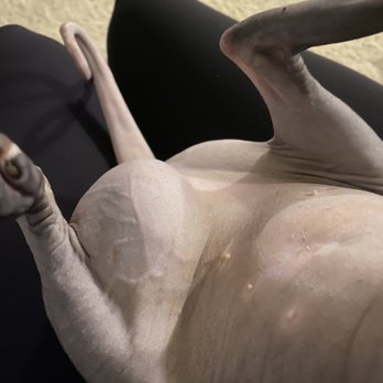 Hollywood Sphynx - Huge cancerous tumor she developed at 13 months old - Pet Services Near Me Hollywood Sphynx - Huge cancerous tumor she developed at 13 months old - Pet Services Near Me