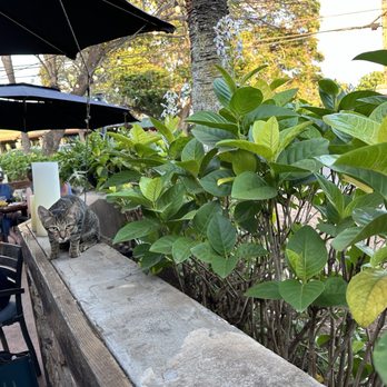 Stonefish Grill - Could do without the extra patron - Seafood Near Me - Haleiwa, Hawaii Stonefish Grill - Could do without the extra patron - Seafood Near Me - Haleiwa, Hawaii