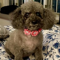 Laura Loves Dogs - Pretty Ms Olive