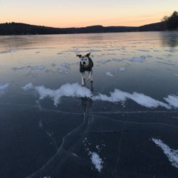 Mascoma Lake - Ice Dog!