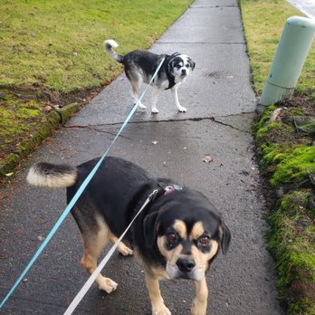 Naked Paw - Dog Walkers Near Me Naked Paw - Dog Walkers Near Me