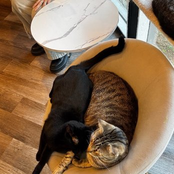 FRISKY BUSINESS PALM SPRINGS CAT CAFE - Updated June 2026 - 182 Photos &  102 Reviews - 4781 E Palm Canyon Dr, Palm Springs, California - Cafes -  Restaurant Reviews - Phone Number - Yelp