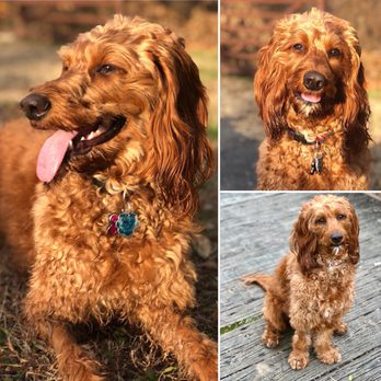 spay coat irish setter