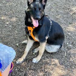 Woodglen Vista Dog Park - Reina keeping cool in the shade.
