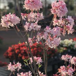 PC's Nursery & Landscaping