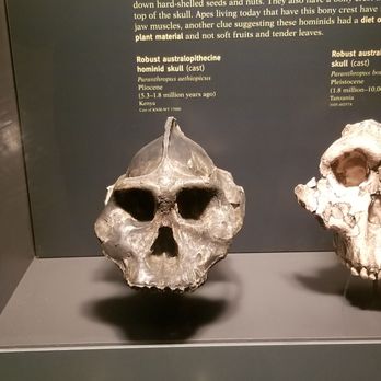 Field Museum - Hominid.. Going through evolution... - Museums Near Me - Chicago, Illinois Field Museum - Hominid.. Going through evolution... - Museums Near Me - Chicago, Illinois