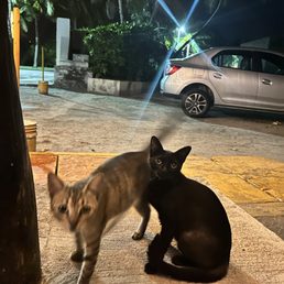 Local cats :) looking hungry