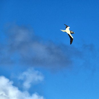 Kilauea Point - Frigate bird? - Wildlife Control Near Me - Kilauea, Hawaii Kilauea Point - Frigate bird? - Wildlife Control Near Me - Kilauea, Hawaii