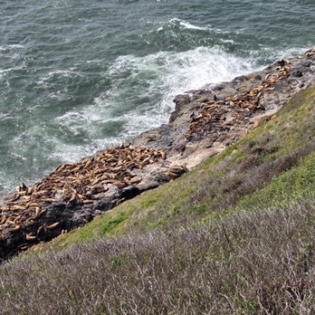 Sea Lion Caves - Sea Lions - Active Life Near Me - Florence, Oregon Sea Lion Caves - Sea Lions - Active Life Near Me - Florence, Oregon