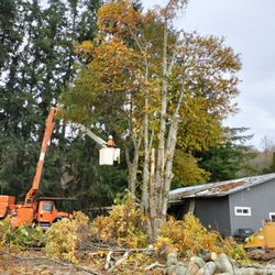 Amigo Tree Service - big chestnut trees shedding leaves and dropping
very spiny chestnuts for weeks need removing