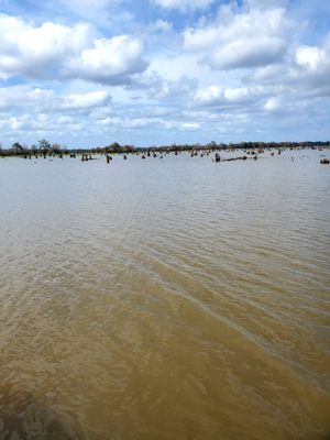 McGee's Louisiana Swamp & Airboat Tours by null