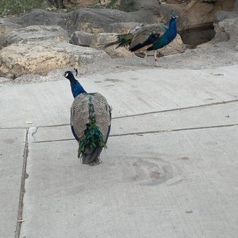 ABQ BioPark Zoo - Zoos Near Me - Albuquerque, New Mexico