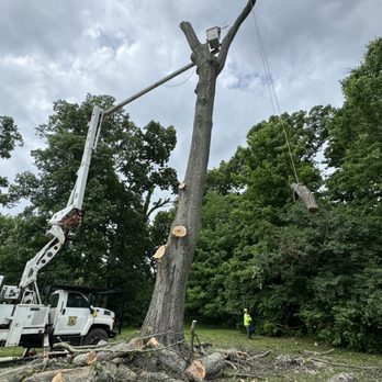 Native Tree Care - large oak removal 120 ft tall - Tree Services Near Me - Amelia, Ohio Native Tree Care - large oak removal 120 ft tall - Tree Services Near Me - Amelia, Ohio