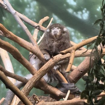 Lincoln Park Zoo - Zoos Near Me - Chicago, Illinois Lincoln Park Zoo - Zoos Near Me - Chicago, Illinois