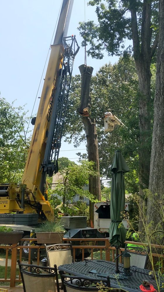 Bushwackers Two - tree service in Newport News, VA