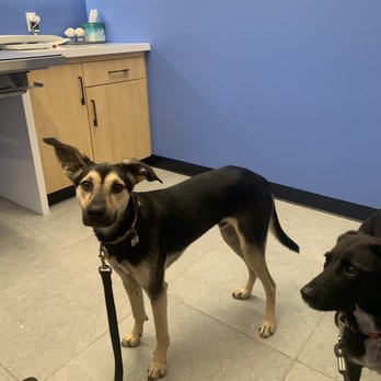 Modern Animal Pasadena - Waiting in the exam room. - Veterinarians Near Me - Pasadena, California Modern Animal Pasadena - Waiting in the exam room. - Veterinarians Near Me - Pasadena, California