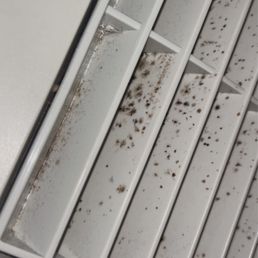 Black mold