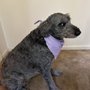 Midway Animal Clinic