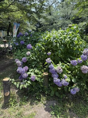 Inokashira Park by null