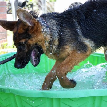 wolfgang expert dog training