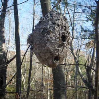 Green Fall Pond Trail - Big bug nest - Hiking Near Me - Voluntown, Connecticut